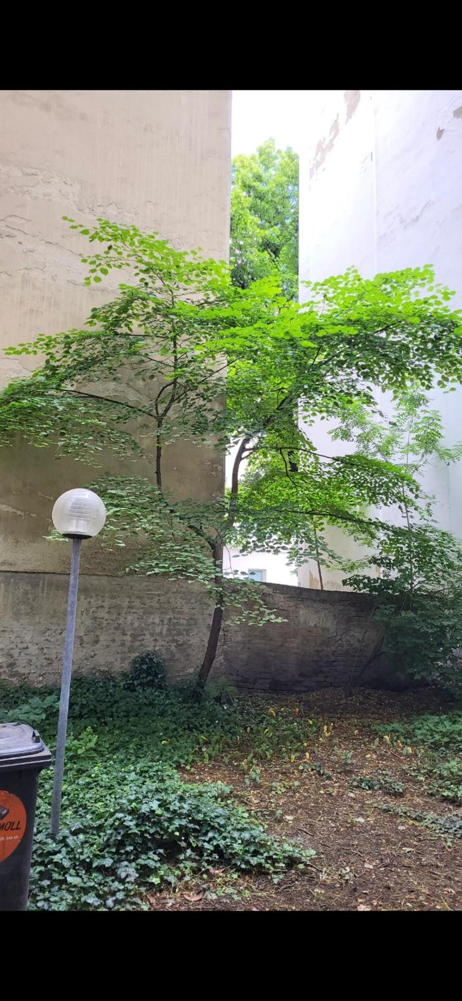 Schoene Altbauwohnung Wien Zentrum Brigittenauer Laende 32 Екстер'єр фото